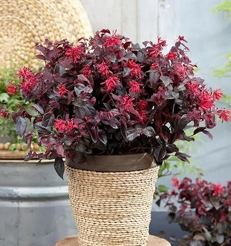 Riemenblüte Daybreaks Flame 40-60cm in schwarz von Baumschule