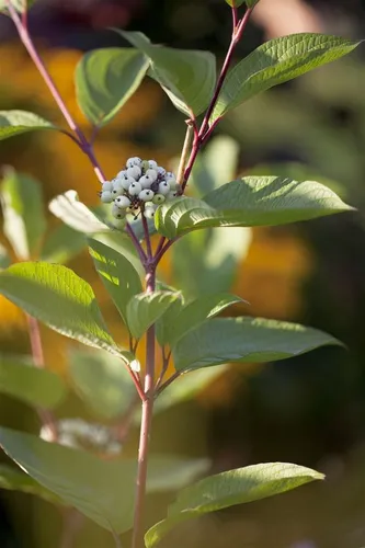 Cornus alba - Weißer Hartriegel, 1 St. - Ziergehölz mit attraktiven Blüten, buntem Laub und rötlicher Rinde, ideal für Gärten, Hecken und Kübelpflanzungen. Robust, winterhart und pflegeleicht.