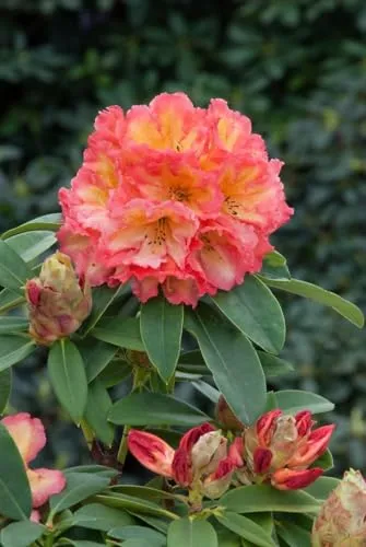 Rhododendron Hybr. 'Sun Fire' 30-40 cm - Immergrüner Rhododendron mit leuchtend gelben Blüten, ideal für halbschattige Gärten. Pflegeleicht und robust, zieht Bienen und Schmetterlinge an.