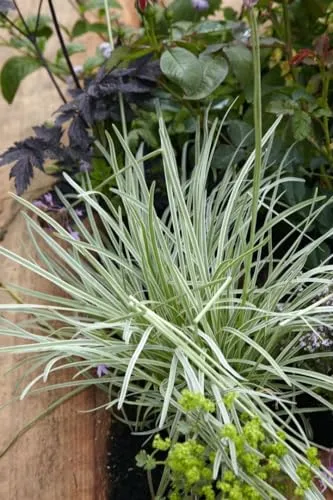 Pflanzen Lila von PlantaPro