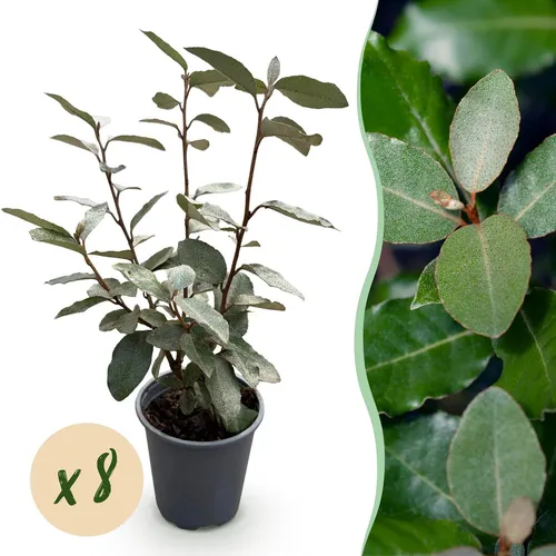Heckenpflanzen Eleagnus ebbingei Compacta Blatt Grau 1m2 ⌀9cm ↕30-35cm