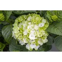 Hydrangea Mac. Hochzeits-Hortensie 30-40 cm