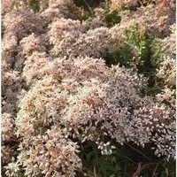 Produktbild Niedriger Weißer Mauerpfeffer Coral Carpet - Sedum album