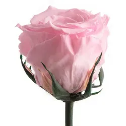 Ewige Rose mit Stiel von Rosemarie Schulz