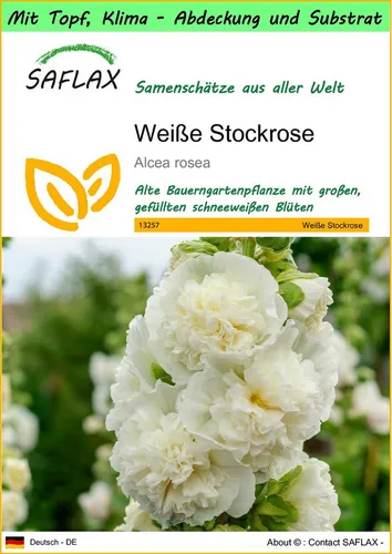 SAFLAX Blumensamen SAFLAX - Garden to go - Weiße Stockrose