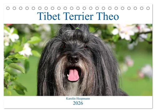 CALVENDO Wandkalender Tibet Terrier Theo (Tischkalender 2026 DIN A5 quer), CALVENDO Monatska