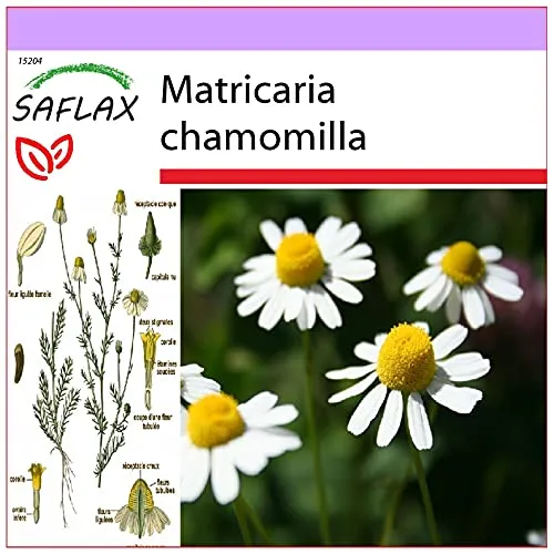 SAFLAX - Heilpflanzen - Echte Kamille - 300 Samen - Matricaria chamomilla