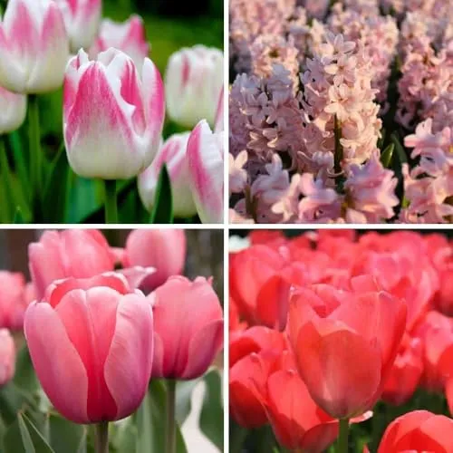Blumenzwiebelmischung Pinkalicious Mix - 50 Blumenzwiebeln - Tulpen, Hyazinthen - rosa und weiße Mischung - großblumig, frühlingsblühend, winterhart - direkt vom Züchter - Flowerbulbs Amsterdam
