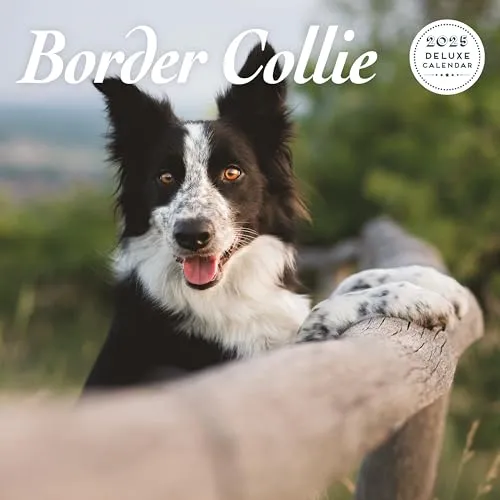Border Collie Deluxe Kalender 2025
