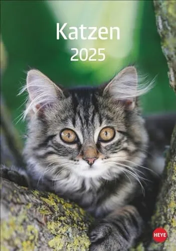 Katzen Kalender 2025: Die beliebten Samtpfoten in einem Wandkalender 2025 zum Eintragen. Dekorativer Kalender mit viel Raum für Termine und Organisatorisches.
