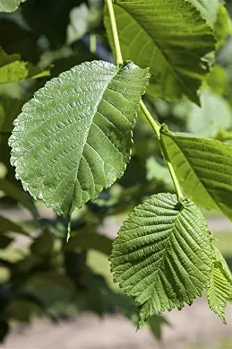 Morus alba - Weißer Maulbeerbaum, 80-100 cm - Obstsamen & -pflanzen, pflegeleicht und winterhart bis -20 °C, ideal für Hecken und Sichtschutz mit essbaren Früchten.