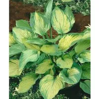 Hosta X Fortunei Sharmon Funkie Ca. 11x11 cm Topf