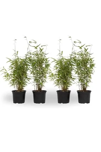 Plant in a Box von Plant in a Box