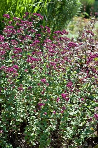 Origanum laevigatum 'Rosenkuppel' 9x9 cm Topf – Winterhart, Mehrjährig, Pflegeleicht – Zier-Oregano – Staude für Steingarten & Beet