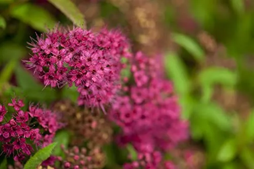 Spiraea japonica 'Dart's Red' 20–30 cm – Winterhart, Mehrjährig, Pflegeleicht – Rote Sommerspiere – Zierstrauch für Beet & Rabatte