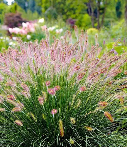 BALDUR Garten Gräser Lampenputzergras 'Hameln', 9 St. - Das winterharte Lampenputzergras 'Hameln' begeistert mit flauschigen Blüten und eignet sich ideal für Beete, Töpfe und Balkon. Pflegeleicht und mehrjährig sorgt es von Juli bis Oktober für lebendige Akzente im Garten.