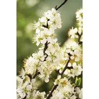 GROW by OBI Bio Pflaume Königin Viktoria Goldgelb ca. 120-140 cm Topf ca. 7,