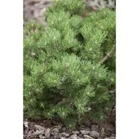 Pflanzen für Dich Konifere Pinus mugo Laurin - Ziergehölz, kompakte, immergrüne Zwerg-Bergkiefer mit minimalem Pflegeaufwand und maximaler Formstabilität, ideal für Steingärten, Terrassen und als Solitär.