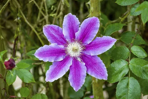 Pflanzen für Dich Kletterpflanze Clematis Hybride Babara Jackman, 1 St., Waldrebe, Clematis, zweifarbig, langblühend