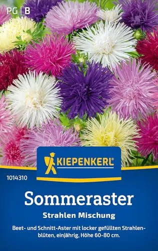 Kiepenkerl Sommerastersamen Strahlen Mischung 1014310 - Einjährige Schnittaster mit einer Wuchshöhe von 60 bis 80 cm und Inhalt für 70 Pflanzen - Blumensamen, Saatgut