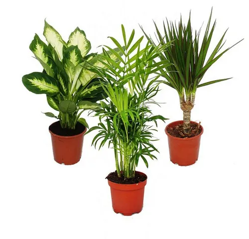 Exotenherz Zimmerpflanze Zimmerpflanzen und Grünpflanzen luftreinigend im 12-14cm Topf