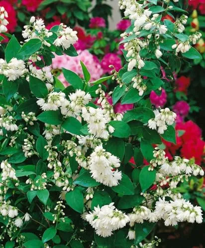 Deutzia scabra 'Pride of Rochester' 40-60 cm – Winterhart, Mehrjährig, Pflegeleicht – Sternchenstrauch (Deutzie) – Heckenpflanze für Garten & Sichtschutz