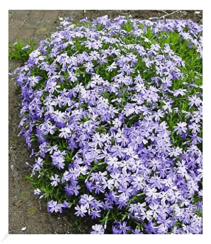 BALDUR Garten Blauer Teppich-Phlox, 3 Pflanzen winterhart Polsterphlox Polster-Flammenblume Polsterstauden Teppichphlox Moosphlox mehrjährig Phlox subulata, trockenresistent, bienenfreundlich, blühend