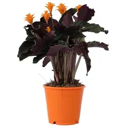Plant in a Box Calathea crocata Tassmania - Feuerranke Höhe 40-50cm