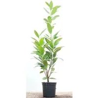 Produktbild Prunus laurocerasus 'Caucasica' 40-60 cm
