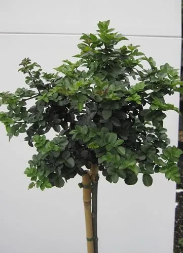 Hochstamm Kugelesche Grüne Kugel von Baumschule