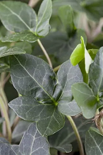 Hedera helix 'Plattensee' 60–100 cm – Immergrün, Winterhart, Pflegeleicht – Efeu – Kletterpflanze für Wände, Zäune & Rankhilfe