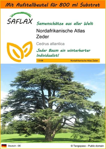 SAFLAX Blumensamen SAFLAX - Garden in the bag - Nordafrikanische Atlas Zeder