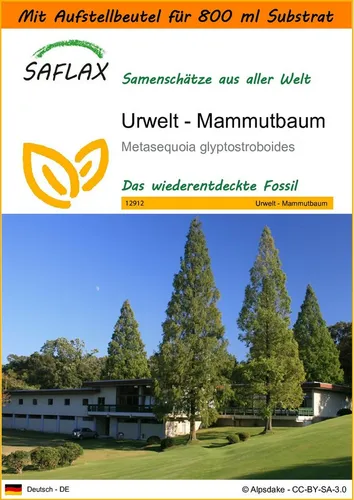 SAFLAX Blumensamen SAFLAX - Garden in the bag - Urwelt - Mammutbaum