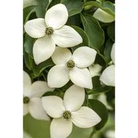 Cornus Kousa Chinensis Wietings Select in weiß von Pflanzen für Dich
