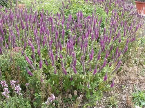 Teucrium hyrcanicum 9x9 cm Topf – Winterhart, Mehrjährig, Pflegeleicht – Gamander – Staude für Beet & Rabatte