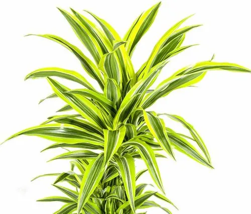 Drachenbaum Dracaena Deremensis Lemon Lime Exotische Zimmerpflanze grün Ø24cm
