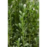 Produktbild Ilex crenata 'Fastigiata' 125-150 cm