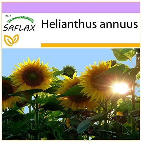 SAFLAX - Sonnenblumen Titan - 20 Samen - Helianthus annuus