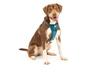 Kurgo TRU-Fit Hundegeschirr - Weiteres Autozubehör, Crash-Test nach Kindersitzstandards für optimale Sicherheit im Auto, verstellbar und komfortabel für Hunde von 2 bis 5 kg