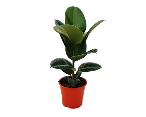 Exotenherz Gummibaum-Duo 2er Set – Ficus elastica - Zimmerpflanzen-Set mit 2 verschiedenen Gummibaumarten, pflegeleicht und verbessert das Raumklima durch Schadstoffreduktion. Ideal für Wohnzimmer und Büro.