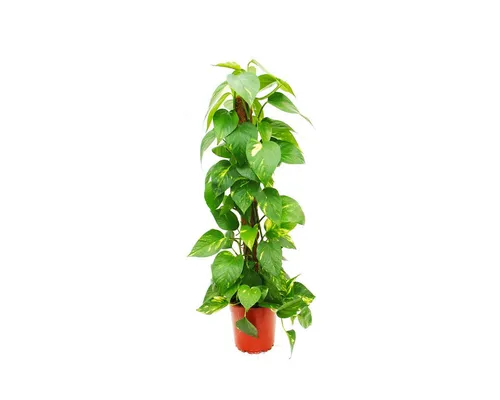 Exotenherz Efeutute am Moosstab, Epipremnum aureum - Beliebte und pflegeleichte Zimmerpflanze auf Moosstab, ideal für frisches Raumklima und dekorative Akzente. Topfgröße: 17cm, Gesamthöhe: 40-50cm.