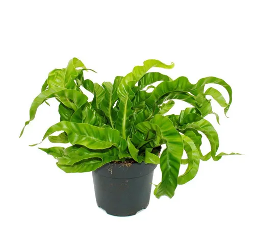 Exotenherz Pflanzen von Exotenherz