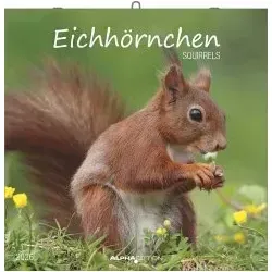 Eichörnchen - Broschürenkalender im Format 30 x 30 mit Notizkalendarium