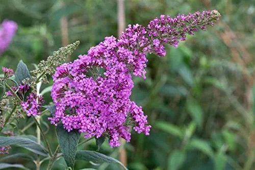Buddleja davidii 'Pink Delight' 40–60 cm – Winterhart, Mehrjährig, Pflegeleicht – Schmetterlingsflieder – Zierstrauch für Garten & Terrasse