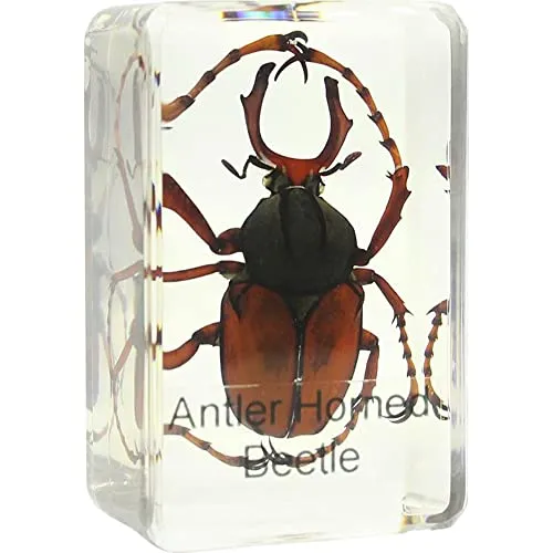 Omegon Dauerpräparat Hirschkäfer von Omegon