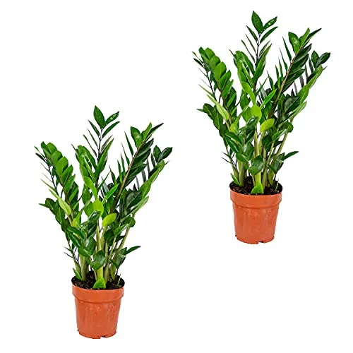 Bloomique | Smaragdpalme für 2 Stück - Zamioculcas - Zimmerpflanze im Scheitel ⌀17 cm - Höhe 60 cm