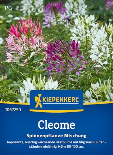 Kiepenkerl Cleomesamen Spinnenpflanze Mischung 1067250 – imposante, buschig wachsende Beetblume mit filigranen Blüten