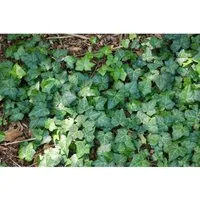 Hedera Helix Spetchley Efeu Kompakt 20–25 cm