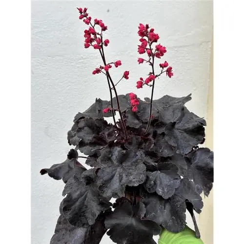 Heuchera - Purpurglöckchen 