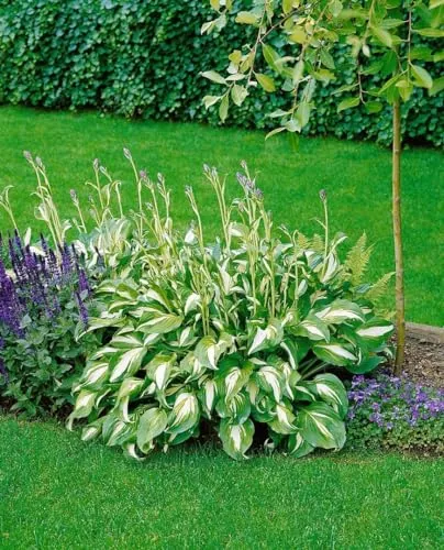Hosta undulata 'Mediovariegata' - Elegante Funkie im Topf - Die Hosta undulata 'Mediovariegata' begeistert mit ihrem gewellten, grün-weißen Blattwerk und ist ideal für schattige Beete. Sie blüht von Juni bis August und bringt lebendige Akzente in Ihren Garten.